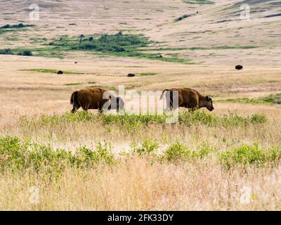 Zwei junge amerikanische Bisons, die auf einer Wiese in der National Bison Range, einem Tierschutzgebiet in Montana, USA, wandern Stockfoto