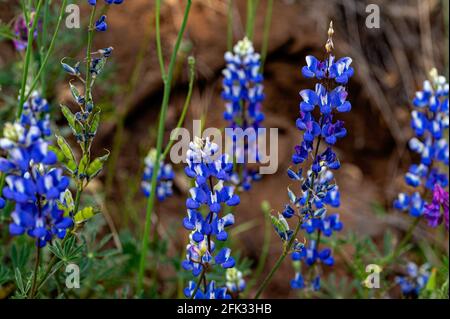 Lupinen in Mokelumne River Canyon, Kalifornien Stockfoto