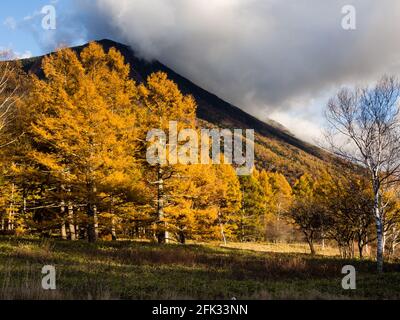 Mount Nantai und goldene Herbstlärchen bei Senjogahara im Nikko National Park, Japan Stockfoto