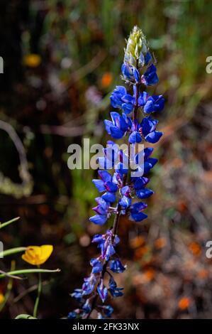 Lupine in Mokelumne River Canyon, Kalifornien Stockfoto