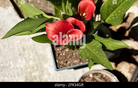 Zantedeschia ist eine Gattung von acht krautigen, mehrjährigen, blühenden Pflanzen aus der Familie Araceae, die in einem Garten angebaut werden. Stockfoto