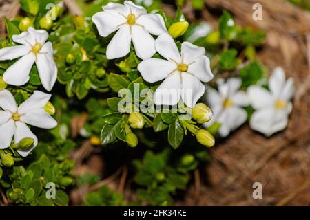 Jasmin ist eine Gattung von Sträuchern und Reben in der Familie der Oliven. Werden in einem Garten angebaut. Stockfoto