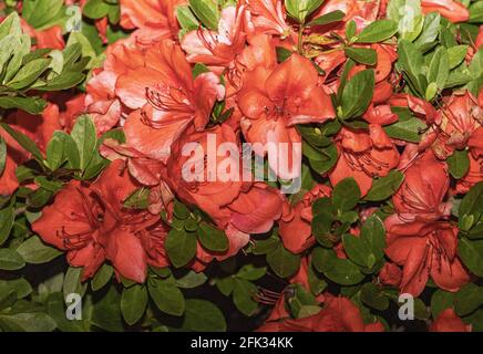 Azaleen sind blühende Sträucher der Gattung Rhododendron, insbesondere die früheren Abschnitte Tsutsuji und Pentanthera. Azaleen werden in einem Garten angebaut. Stockfoto