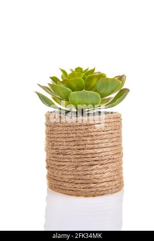 Sukulente Blume im dekorativen zylindrischen Topf aus ökologisch reinen Materialien, isoliert auf weißem Hintergrund Stockfoto