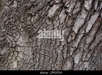 Baumrinde Textur. Großer Hintergrund für Design. Stockfoto