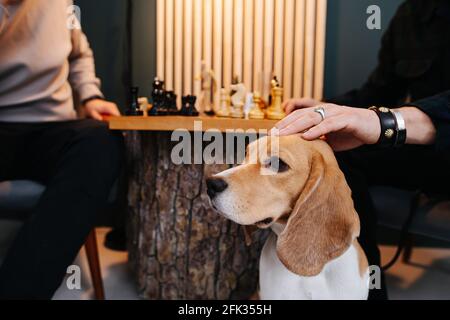 Männer spielen ein Schachspiel. Einer von ihnen tätscht einen Hund. Abgeschnitten, keine Köpfe. Neben einem Stumptisch unter einer Lampe sitzend. Stockfoto