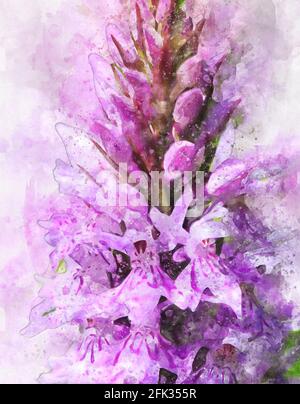 Aquarell-Gemälde von rosa Sumpforchidee (Dactylorhiza majalis) Stockfoto