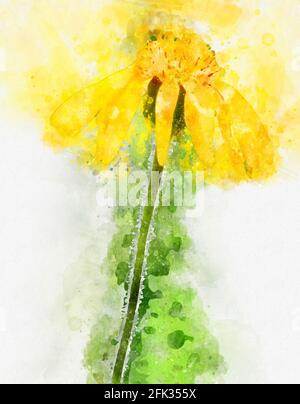 Aquarell-Gemälde von gelben Kräuterberg Arnika (Arnica montana) Blume. Alpine Pflanze. Stockfoto