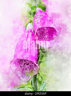 Aquarellmalerei von Fuchshandschuh (Digitalis purea) Stockfoto