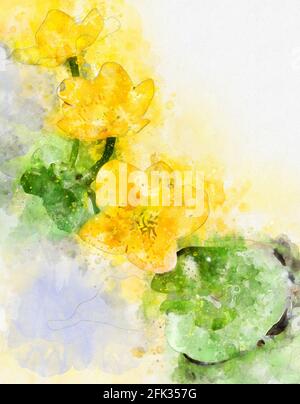 Aquarell-Gemälde einer Sumpfmarmeltier (Caltha palustris) Blume in voller Blüte. Stockfoto