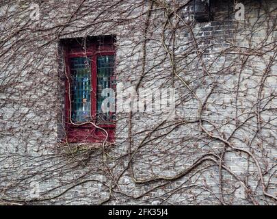 Wand des grauen brick House in getrockneten Reben mit Fenster abgedeckt Stockfoto