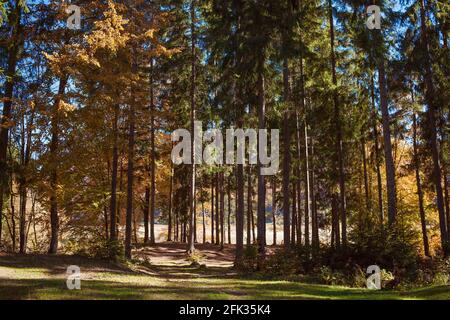 Waldlichtung am sonnigen Herbsttag. Stockfoto