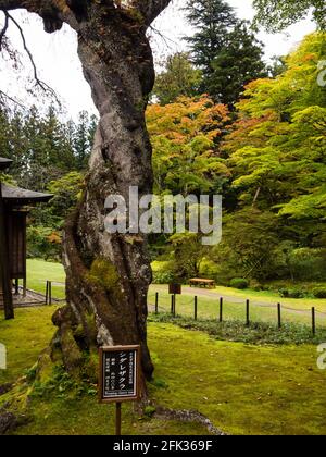 Nikko, Japan - 23. Oktober 2016: Traditioneller japanischer Garten in der kaiserlichen Villa Tamazawa mit Herbstblättern, die ihre Farbe ändern Stockfoto