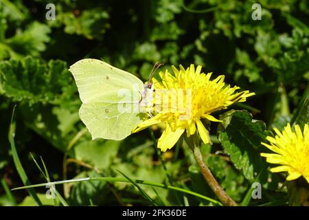 Gemeiner Schwefel (Gonepteryx rhamni), Familie Pieridae auf der Blüte von Taraxacum officinale, dem gemeinen Löchenkraut der Familie der Asteraceae Stockfoto