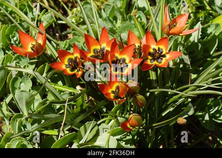 Tulipa 'kleine Prinzessin' wächst mit Gartenpflanzen. Orangefarbene rote Blüten mit einem blau-schwarzen Herz, das in Gelb eingefasst ist. Hybrid Stockfoto