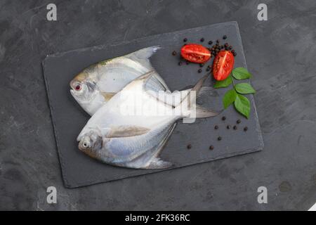 Roher weißer Pomfrot, angeordnet auf einem rechteckigen Graphitblatt mit Tomatenscheiben, schwarzem Pfeffer und den daneben stehenden Paprika-Blättern und auf einem Graphit c platziert Stockfoto