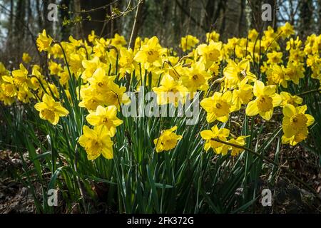 Narzissen wachsen im Wald. Stockfoto
