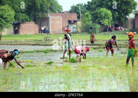 Indische Frauen, die Reissämlinge in einem kleinen Bauernhof in Uttar Pradesh, Indien, verpflanzen. Stockfoto