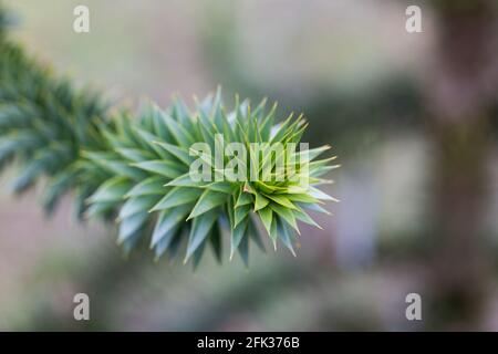 Nahaufnahme des Astes eines Araucaria araucana-Baumes. Auch bekannt als Monkey Puzzle Tree oder Chilenische Kiefer. Stockfoto