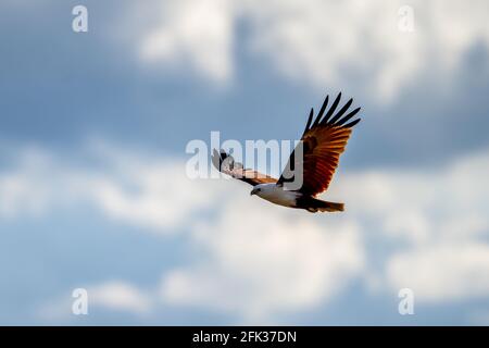 brahminy Drachen fliegen mit Flügeln ausgebreitet und gegen eine trübe Himmel Stockfoto