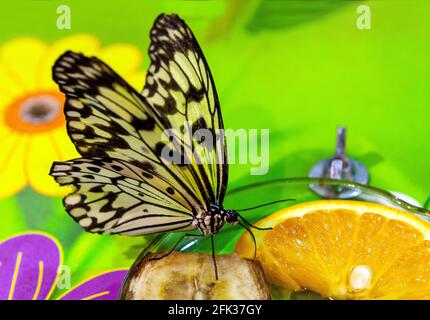 Papierdrachen Schmetterling - lateinische Idee leuconoe - auch bekannt Als Reispapierschmetterling oder große Baumnymphe in einem zoologischer Garten während der Saftfütterung Stockfoto