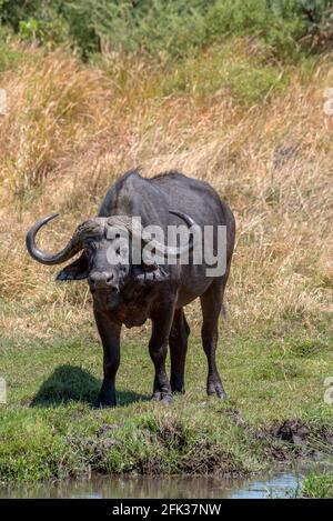 Afrikanischer Büffel, Syncerus Caffer, im trockenen Gras des Okavango-Deltas, Botswana Stockfoto