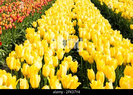 Reihen von gelben und roten Tulpen wachsen auf Feldern in Washington Stockfoto