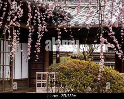 Zweige mit rosa Pflaumenblüten in einem japanischen Garten Stockfoto