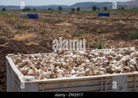 Knoblauch: Bund von frischem Knoblauch Ernte auf Boden. Frisch gegrabene Köpfe von Knoblauchzwiebeln. Stockfoto