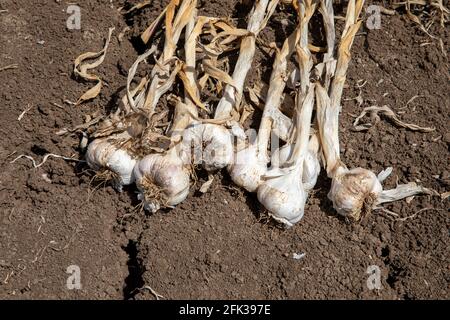 Bund von frischem Knoblauch Ernte auf dem Boden. Frisch gegrabene Köpfe von Knoblauchzwiebeln. Stockfoto