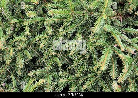 Hintergrund von grünen Fichtenzweigen. Voller Rahmen Fichte Baum Hintergrund. Fichte natürliche Textur und Muster. Stockfoto