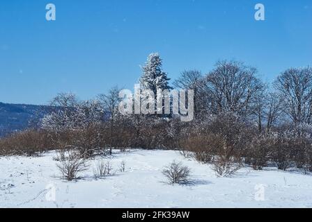 Schneebedeckter Wald, im Vordergrund eine verschneite Lichtung, im mittleren Plan - eine riesige Tanne, im Hintergrund - ein blauer Himmel. Lago-Naki, das Haupt-C Stockfoto