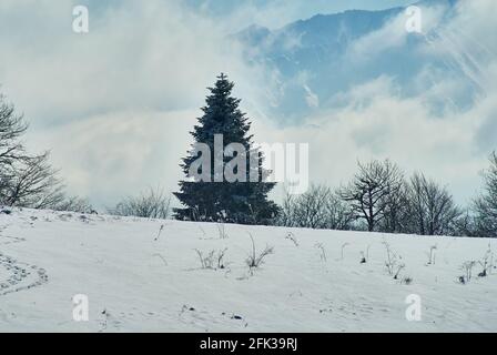 Schneebedeckter Wald, im Vordergrund eine verschneite Lichtung, im mittleren Plan - eine riesige Tanne, im Hintergrund - ein blauer Himmel. Lago-Naki, das Haupt-C Stockfoto