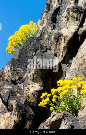 Golden Alyssum Saxatile wächst auf Felsen Steinkraut Gold Alyssum, Basket of Gold Flowers Gold Dust, Aurinia saxatilis, Brassicaceae Yellow Alyssum Stockfoto