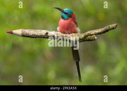 Nördlicher Carmine Bee-Eater auf einem Farbstift sitzend Stockfoto