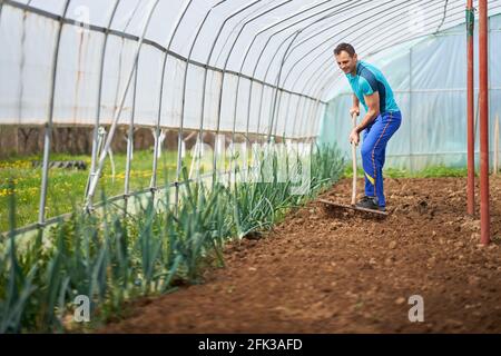 Landwirt bereitet den Boden für das Anpflanzen von Tomaten in seinem Treibhaus vor Stockfoto