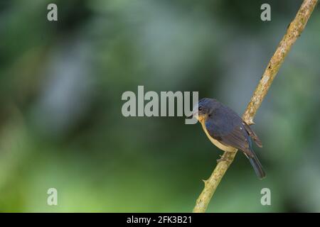 Die nilgiri Schopftyrann (Eumyias albicaudatus) ist eine alte Welt schopftyrann mit einem sehr eingeschränkten Bereich in den Hügeln des südlichen Indien. Stockfoto