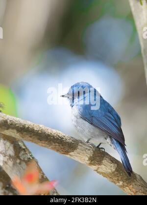 Die nilgiri Schopftyrann (Eumyias albicaudatus) ist eine alte Welt schopftyrann mit einem sehr eingeschränkten Bereich in den Hügeln des südlichen Indien. Stockfoto