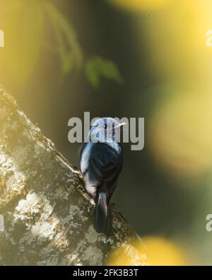 Die nilgiri Schopftyrann (Eumyias albicaudatus) ist eine alte Welt schopftyrann mit einem sehr eingeschränkten Bereich in den Hügeln des südlichen Indien. Stockfoto