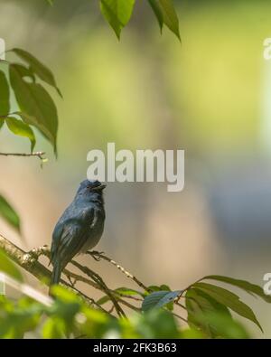 Die nilgiri Schopftyrann (Eumyias albicaudatus) ist eine alte Welt schopftyrann mit einem sehr eingeschränkten Bereich in den Hügeln des südlichen Indien. Stockfoto