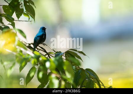 Die nilgiri Schopftyrann (Eumyias albicaudatus) ist eine alte Welt schopftyrann mit einem sehr eingeschränkten Bereich in den Hügeln des südlichen Indien. Stockfoto