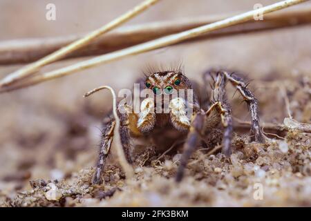 Makro des männlichen Aelurillus V-insignitus im sandigen Bereich. Stockfoto