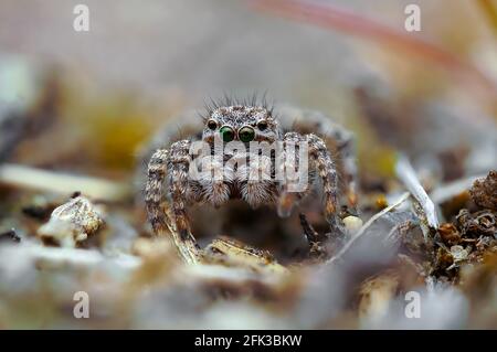 Makro des weiblichen Aelurillus V-insignitus im sandigen Bereich. Stockfoto