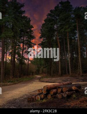Ein knallender Sonnenuntergang, der durch die Bäume von Thieves Wood in Nottinghamshire, England, glüht. Stockfoto
