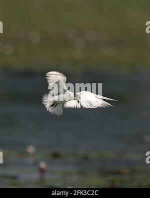 Möwe fliegt über dem Wasserkörper auf grünem Hintergrund. Stockfoto