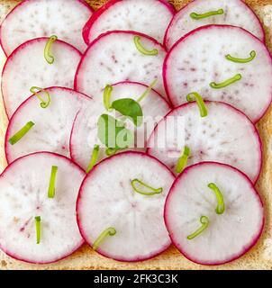 Gerösteter Toast mit frisch gehackten Radieschen und grünen Kräutern auf dem weißen Teller. Gesundes Frühstück. Sandwich mit Gemüse. Nahaufnahme Stockfoto