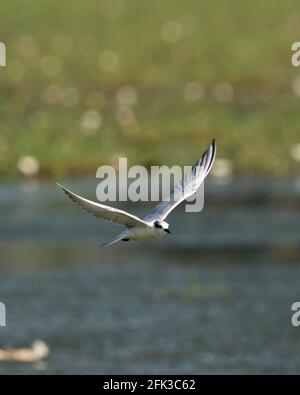 Möwe fliegt über dem Wasserkörper auf grünem Hintergrund. Stockfoto