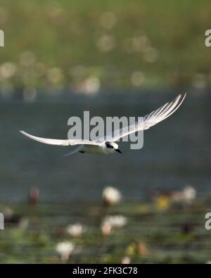 Möwe fliegt über dem Wasserkörper auf grünem Hintergrund. Stockfoto