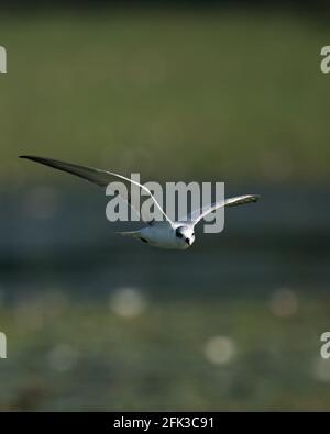 Möwe fliegt über dem Wasserkörper auf grünem Hintergrund. Stockfoto