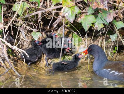 Gewöhnliches Moorhen (Gallinula chloropus) Küken, die von einem erwachsenen Moorhen im Frühjahr in West Sussex, England, Großbritannien, gefüttert werden. Stockfoto